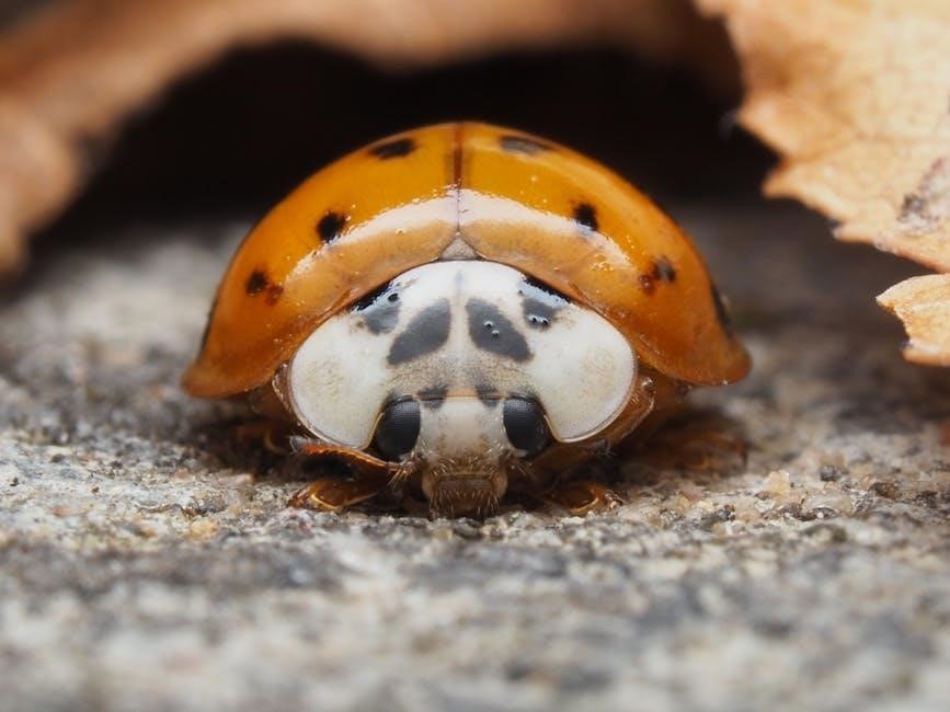 the grouchy ladybug pdf